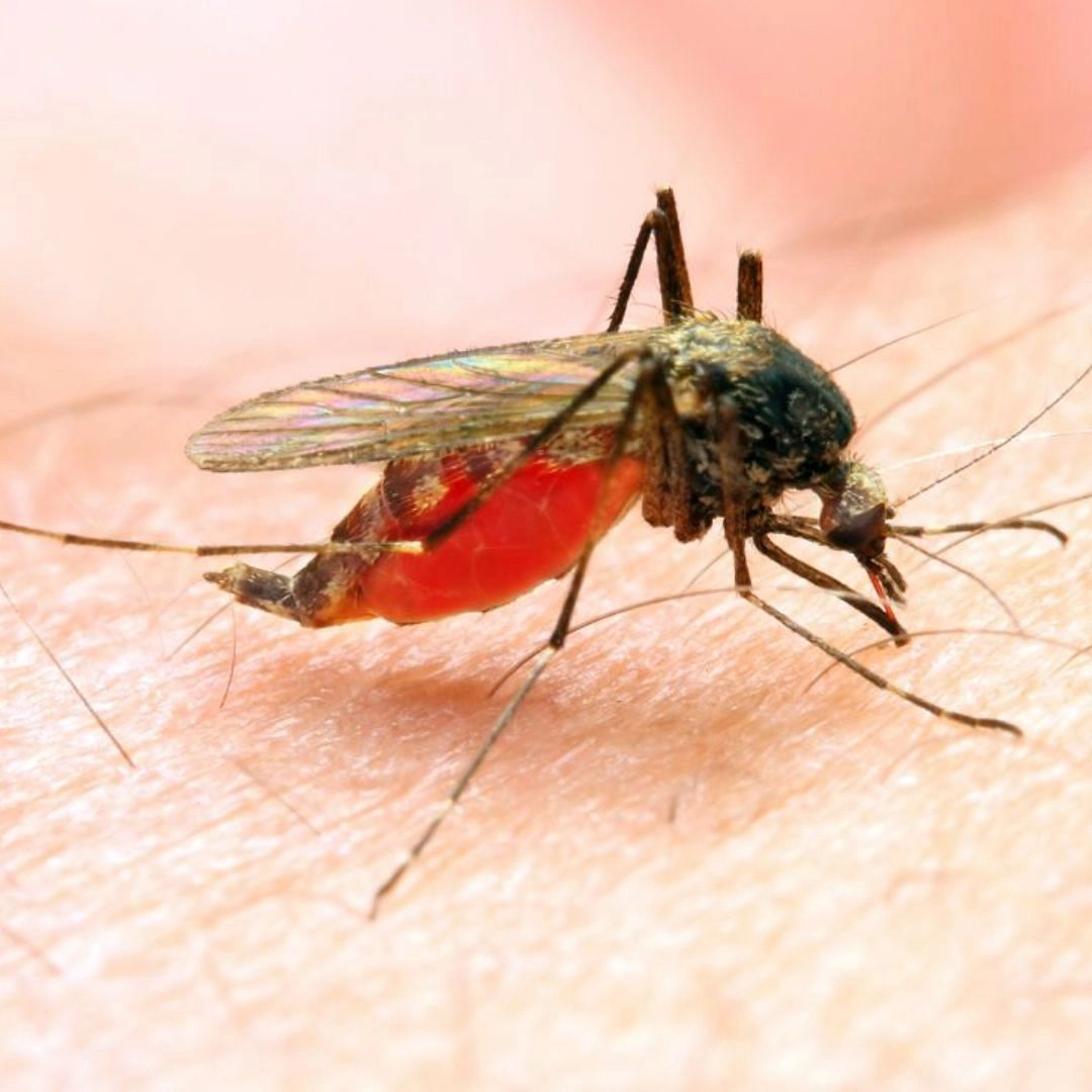 Mosquito